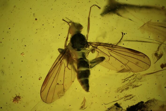 Detailed Fossil Fly (Diptera) And Mites In Baltic Amber #48102